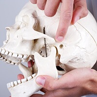 Model of the human skull displaying TMJ joints